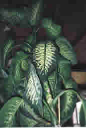 Diefenbachie