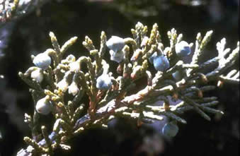 Sadebaum