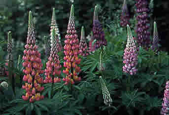 Lupinen