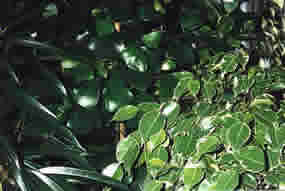 Ficus-Arten