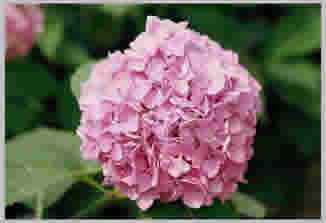 Hortensie